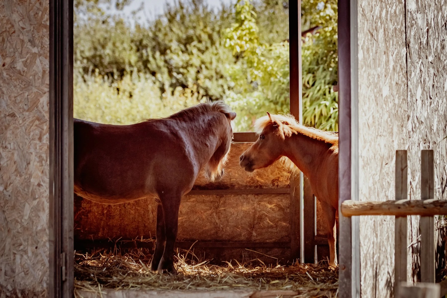 Offerings 3 Adult horse and foal together in a barn